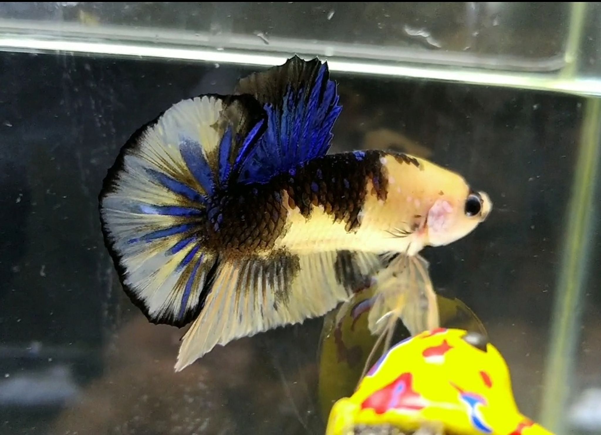 Yellow koi