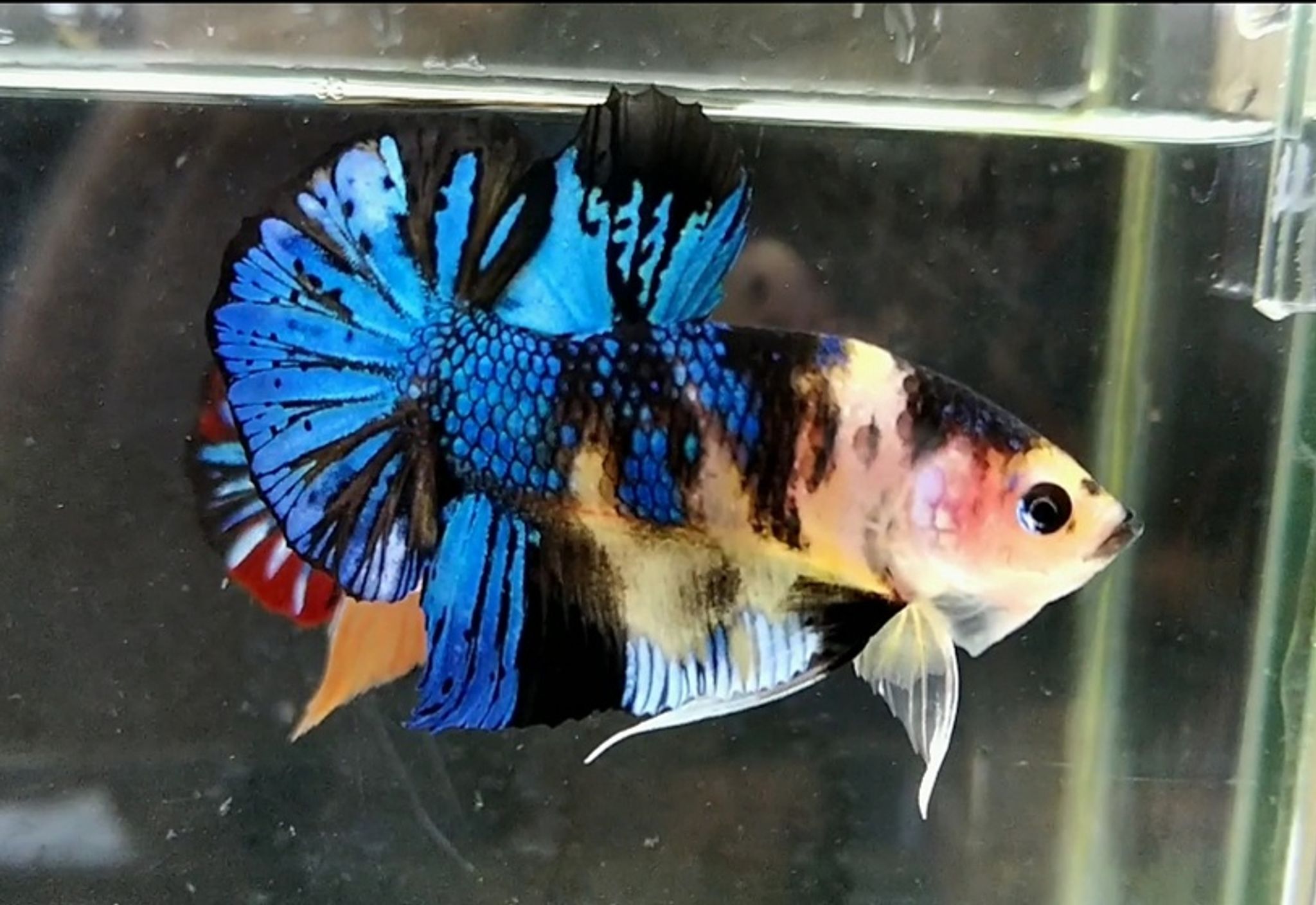Yellow koi metalic