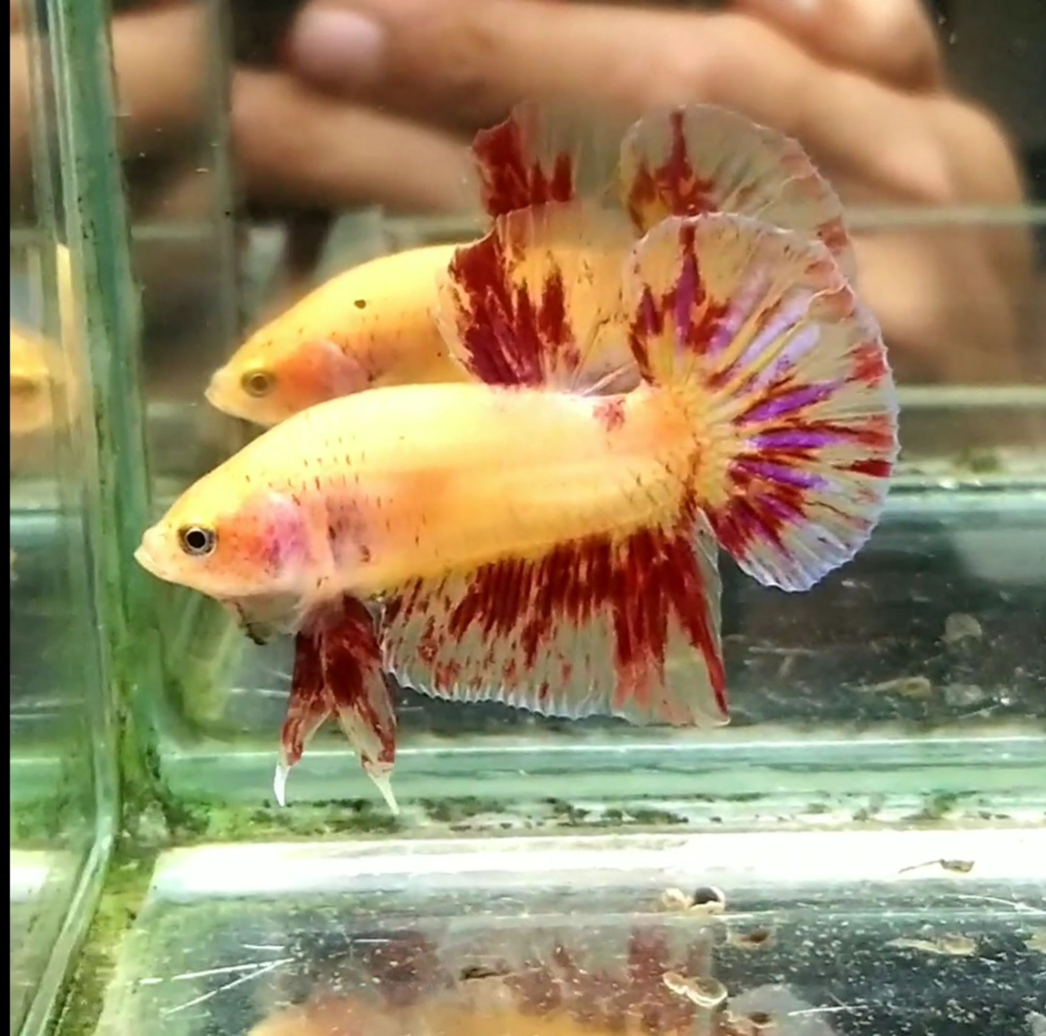 Yellow vandas