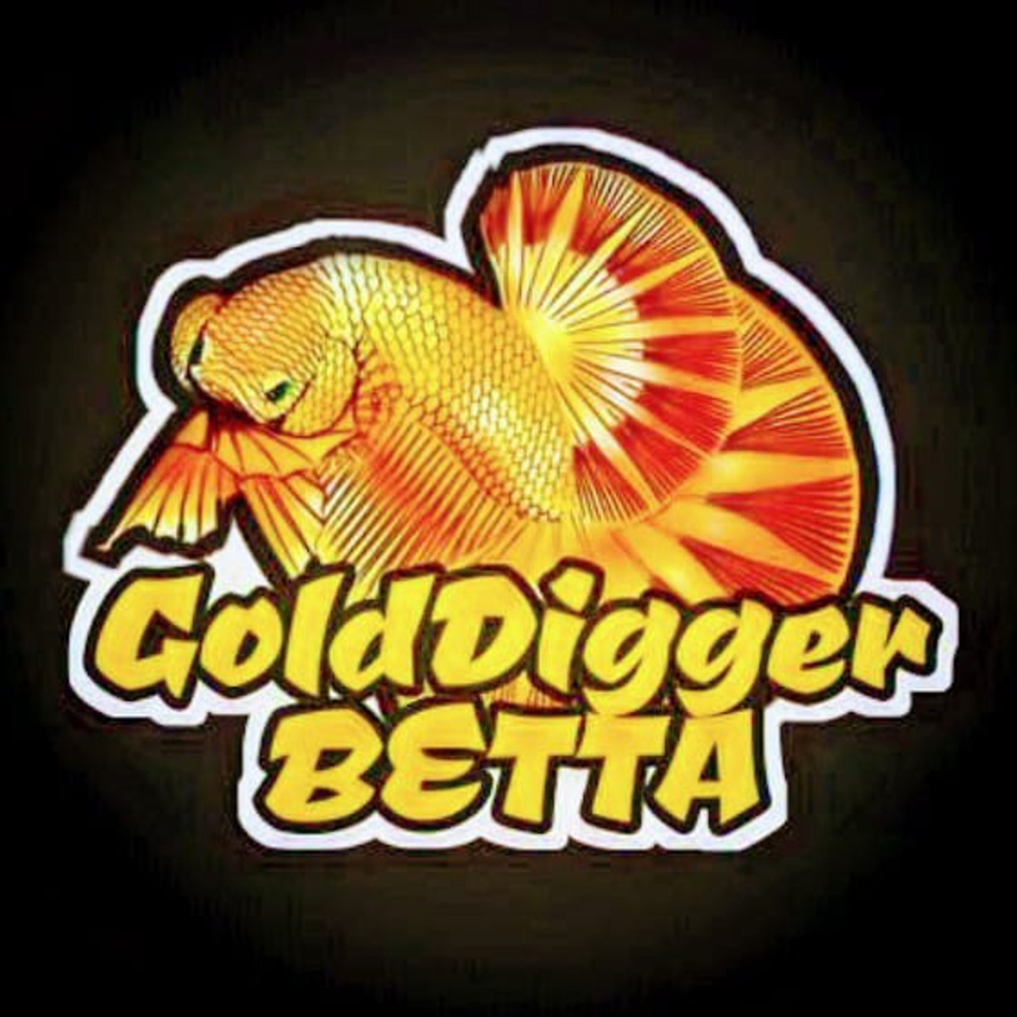 Gold digger betta 