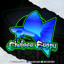 chelsea_guppy
