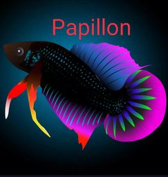 Papillon Betta